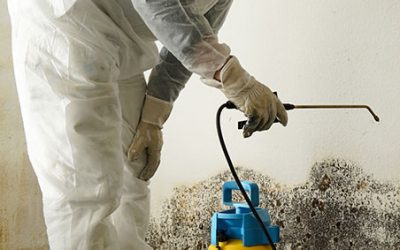 mold removal worker