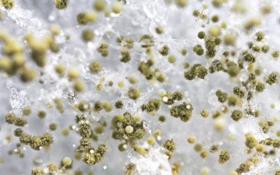 Mold spores illustration