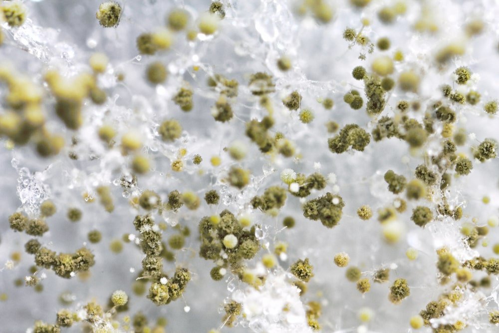 What Does Mold Smell Like?