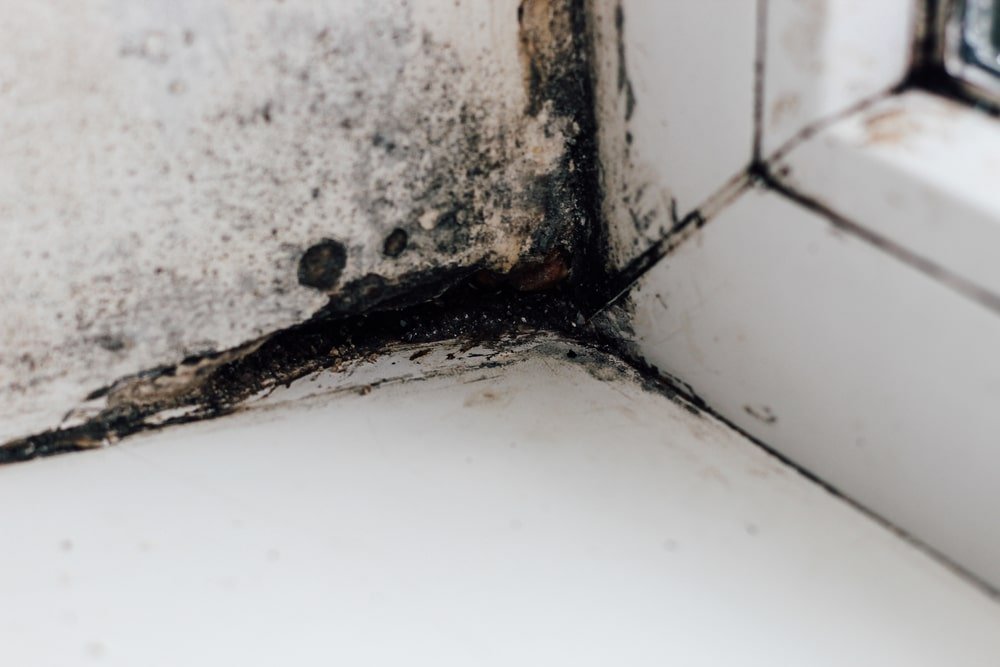 What to Do About Mold on Windows