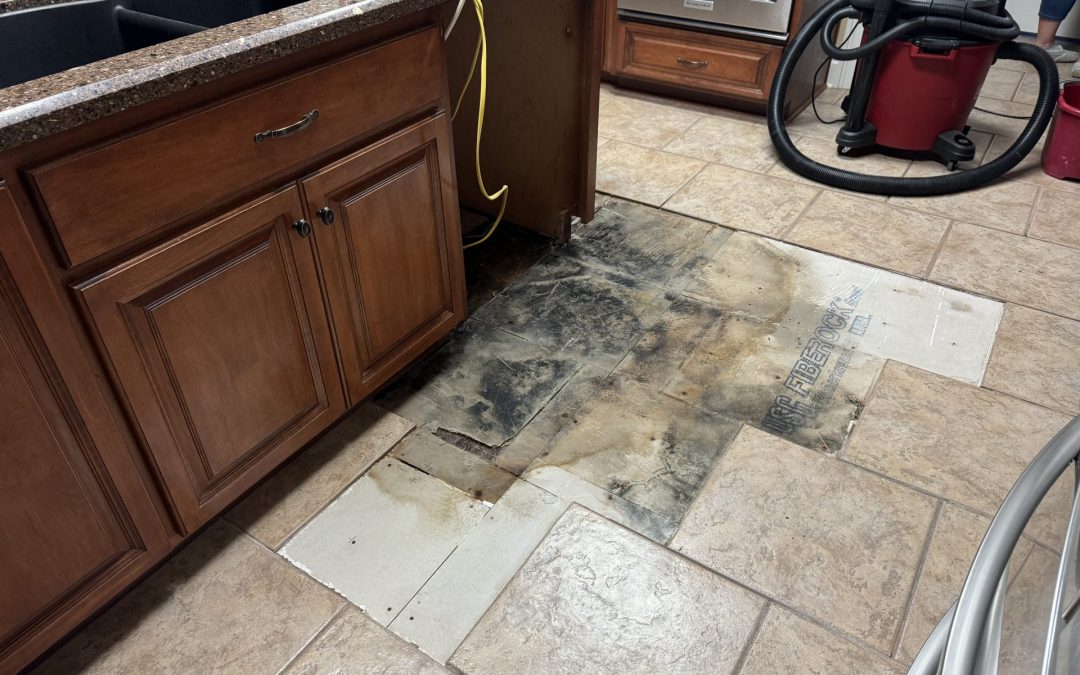 Understanding the Mold Remediation Process