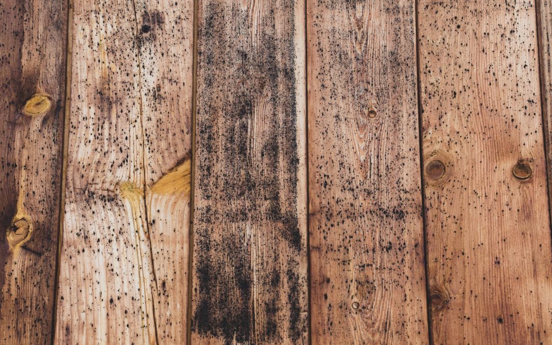 Does Mold Damage Wood?