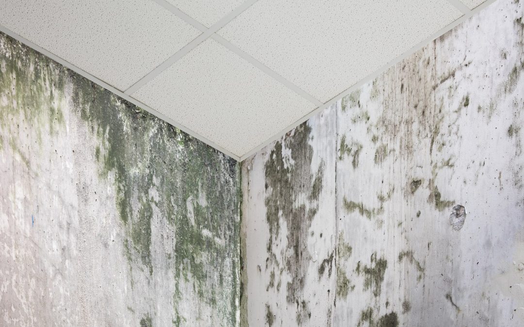 What Kills Black Mold on Concrete?