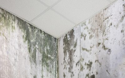 Mold on a concrete wall